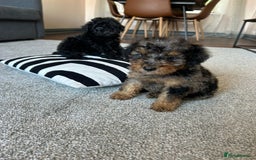 Cavapoo dogs for sale: 1 girl left 💕 f1b cavapoos ready now 🏡 - Image 30