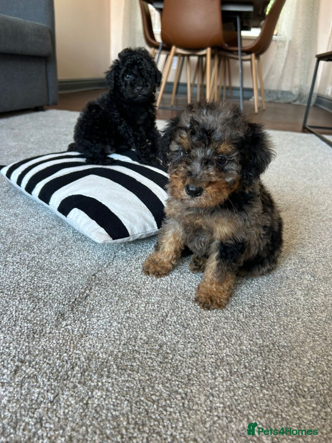 Cavapoo dogs for sale: 1 girl left 💕 f1b cavapoos ready now 🏡 - Image 30
