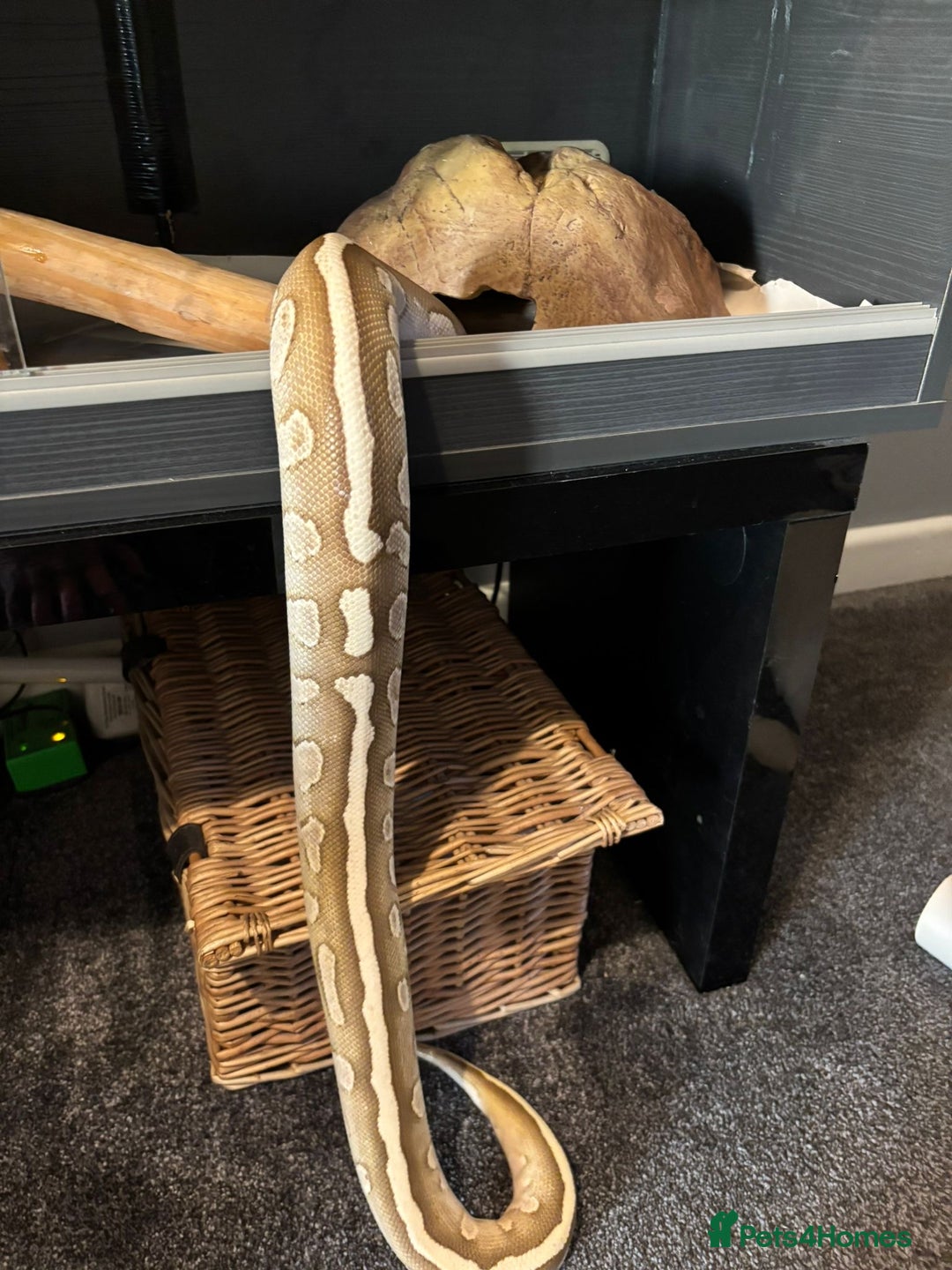 Python Snake reptiles for sale: Royal Python Pair +Full setups  - Image 4