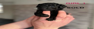 Cockapoo Puppy 1
