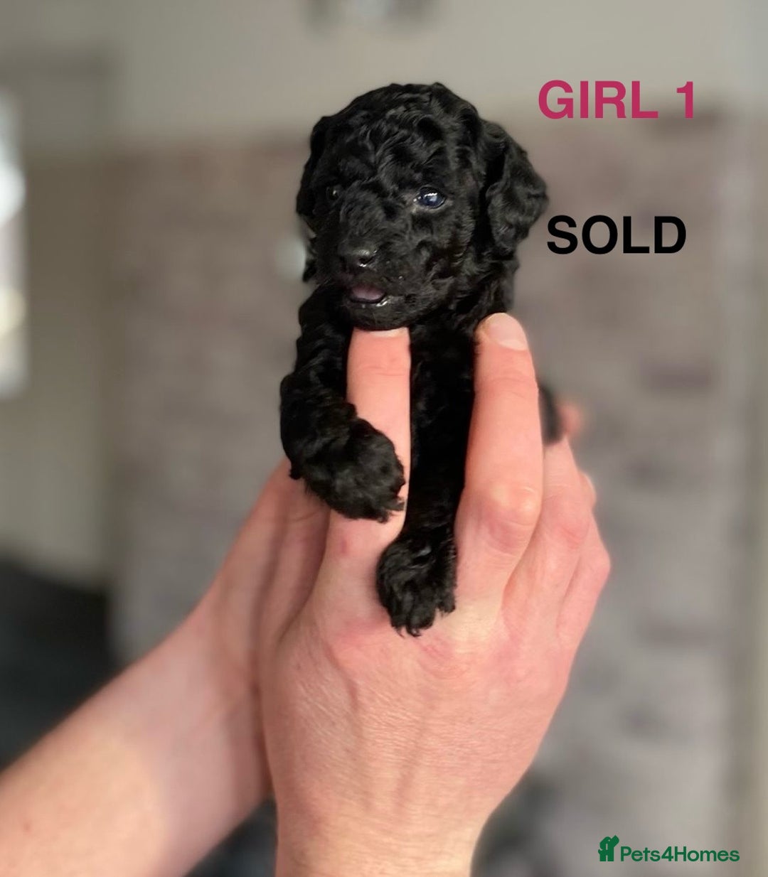 Cockapoo dogs for sale: F1b Cockapoo Puppies  - Advert 4