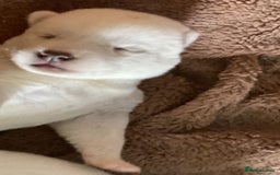 Siberian Husky dogs for sale: Siberian huskies - Image 7
