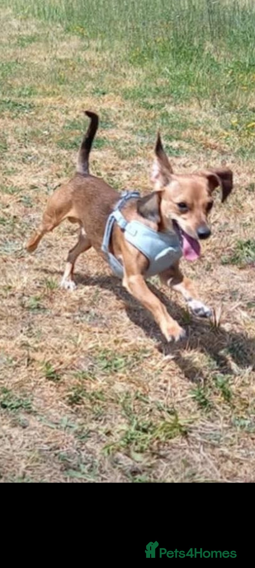 Mixed Breed dogs Dobby - Advert 5