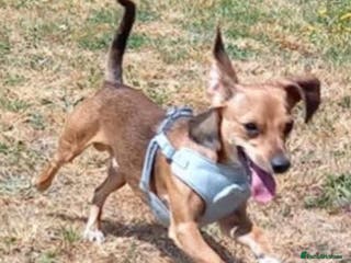 Mixed Breed dogs Dobby - Advert 5