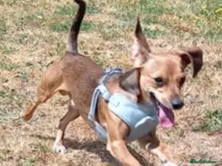 Mixed Breed dogs Dobby - Advert 18