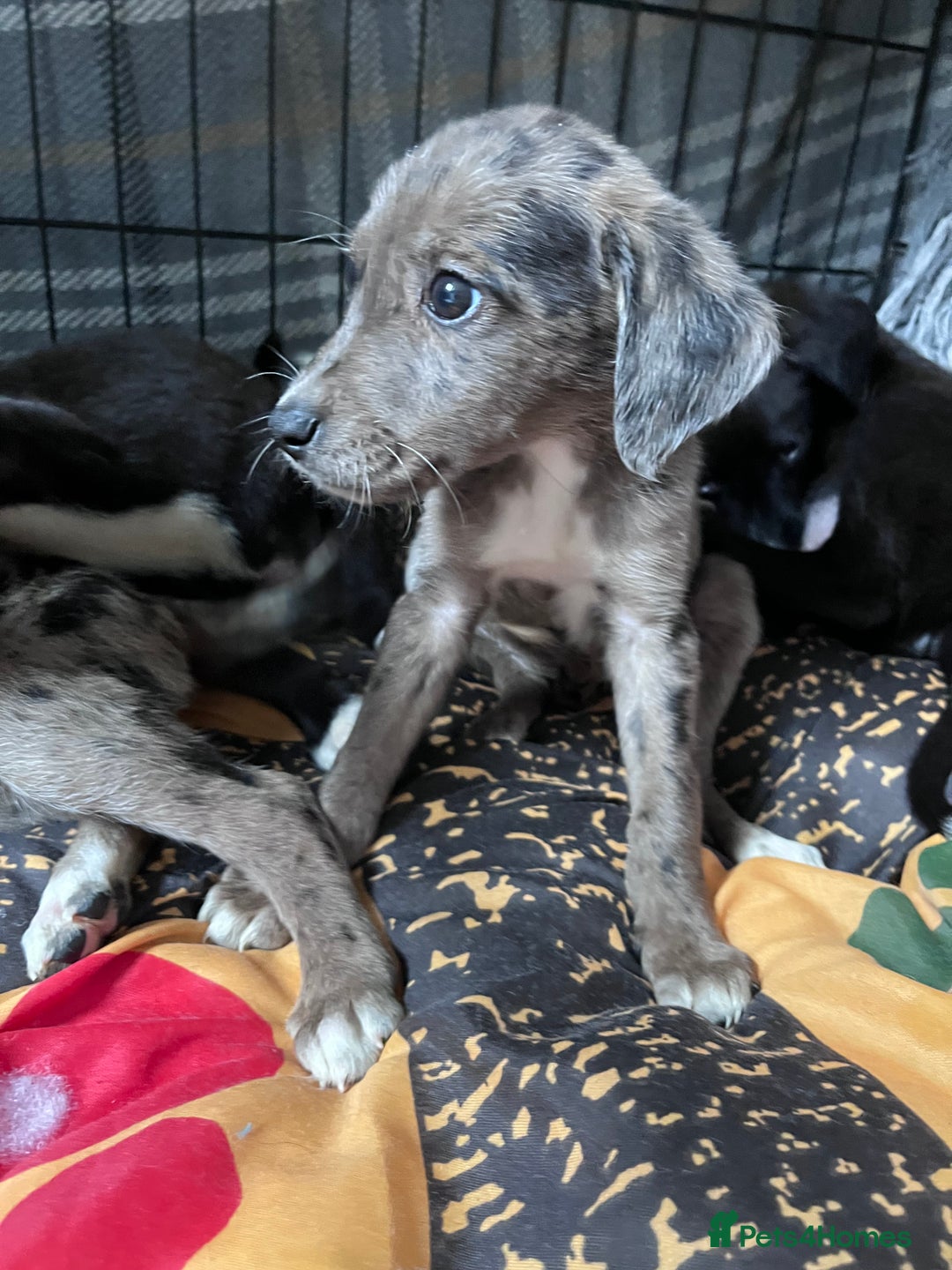 Mixed Breed dogs for sale: Lurcher x lab pups READY NOW!! - Image 24