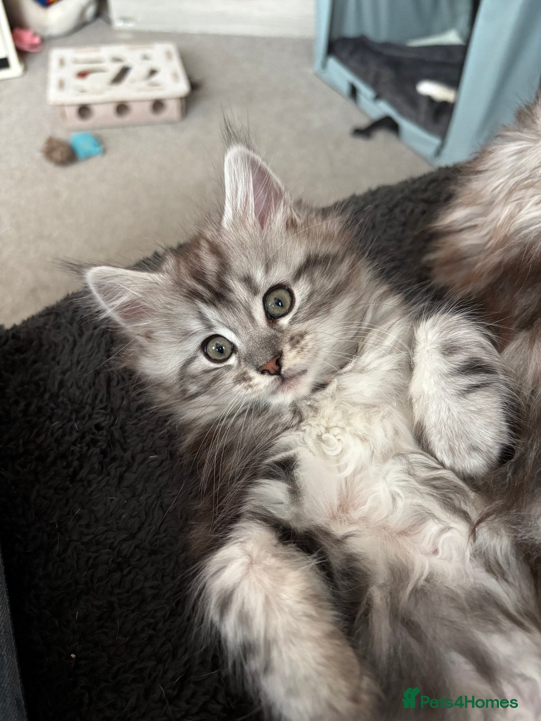 Maine Coon cats for sale: Beautiful female Maine coon ready 15/12/2025 - Image 14