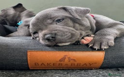 Staffordshire Bull Terrier dogs for sale: Pure-Bred Blue Staffordshire bull terrier puppies - Image 3