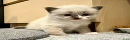 Ragdoll cats for sale: Beautiful Ragdoll Kittens - Advert 12