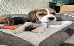 Beagle dogs for sale: Extensively DNA tested clear gorgeous puppies - Image 6