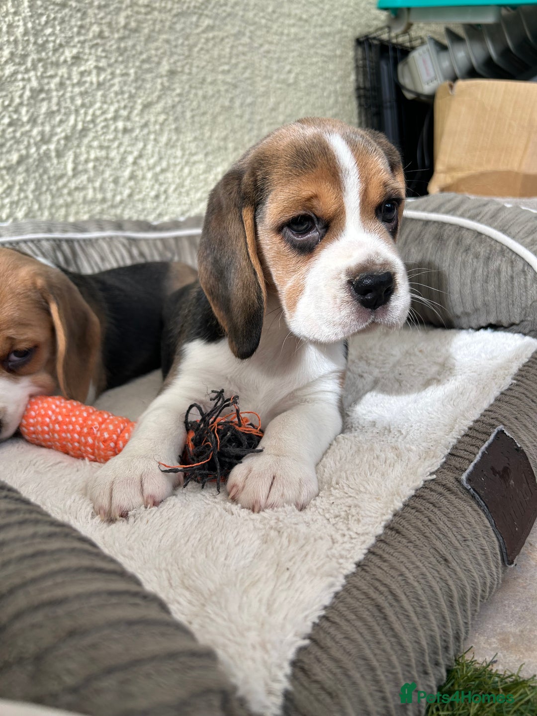 Beagle dogs for sale: Extensively DNA tested clear gorgeous puppies - Image 6