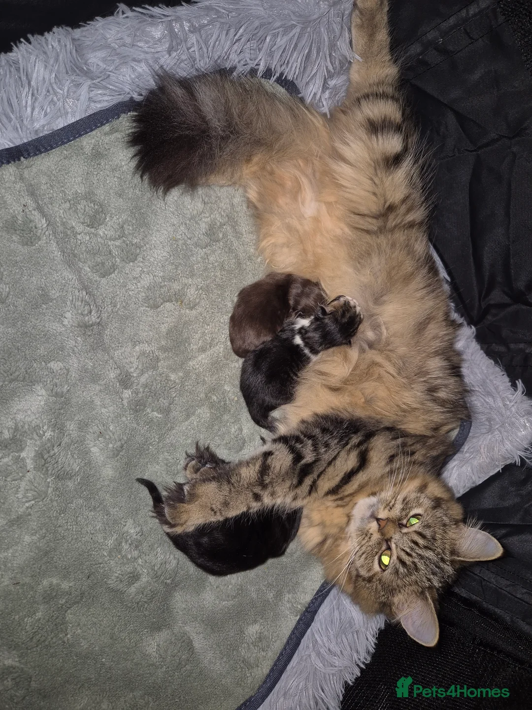 Persian cats for sale: Rare chocolate brown persian - Advert 1