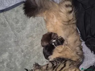 Persian cats Rare chocolate brown persian - Advert 4