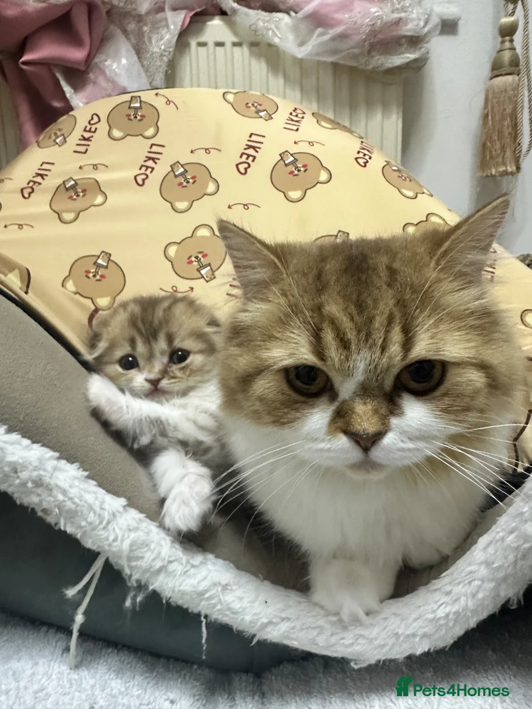 Scottish Fold cats for sale: 5 beautiful, lovely scottish fold boy kittens  - Advert 26