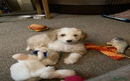Cockapoo dogs for sale: Older Puppy for rehoming - Image 5