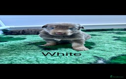 German Shepherd dogs for sale: Kc registered DNA Health tested gsd puppies - Image 10