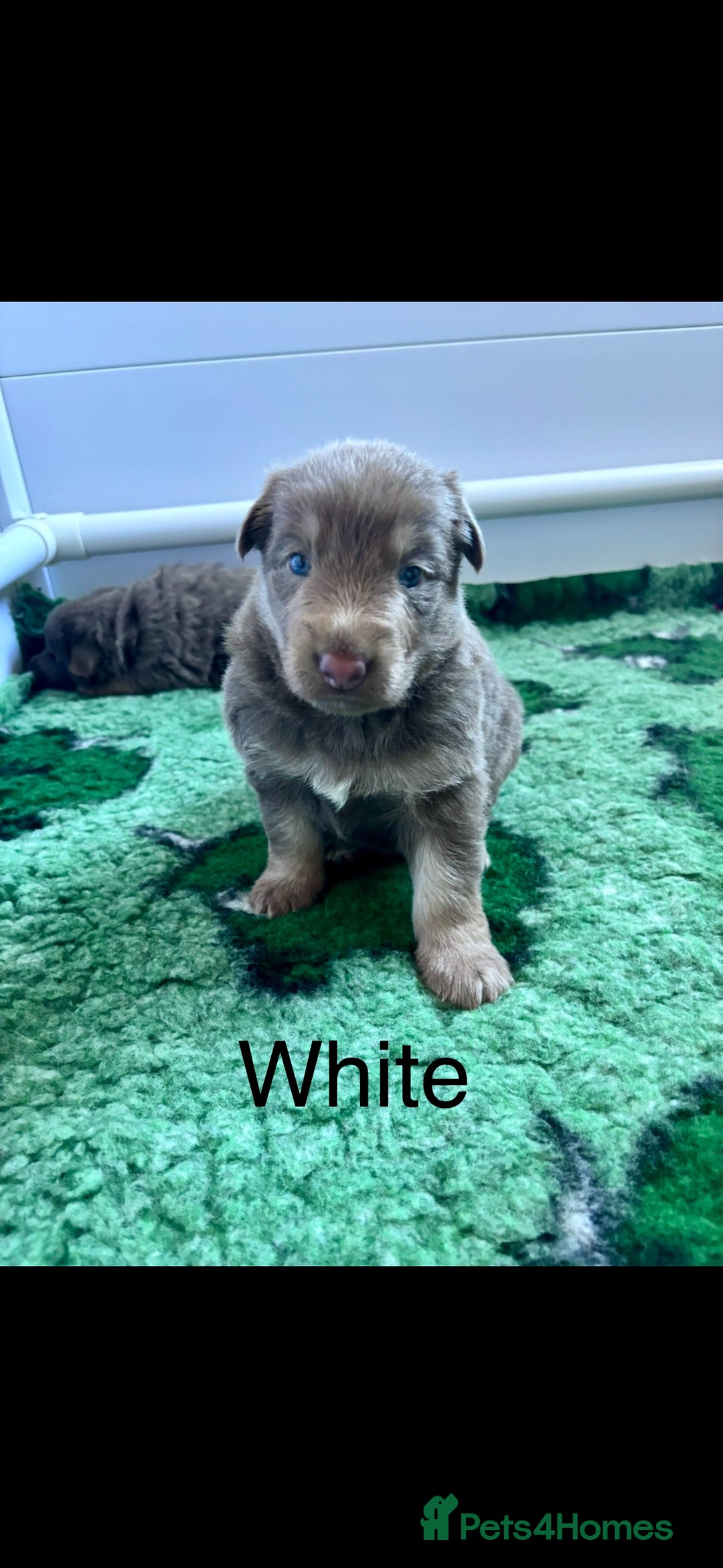 German Shepherd dogs for sale: Kc registered DNA Health tested gsd puppies - Image 10