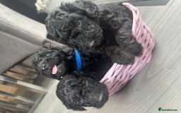 Cockapoo dogs for sale: 7 F1b Cockapoos  - Image 5
