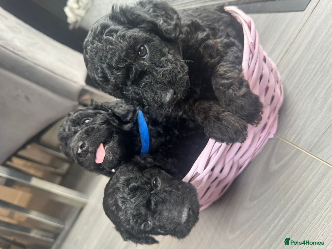 Cockapoo dogs for sale: 7 F1b Cockapoos  - Image 5