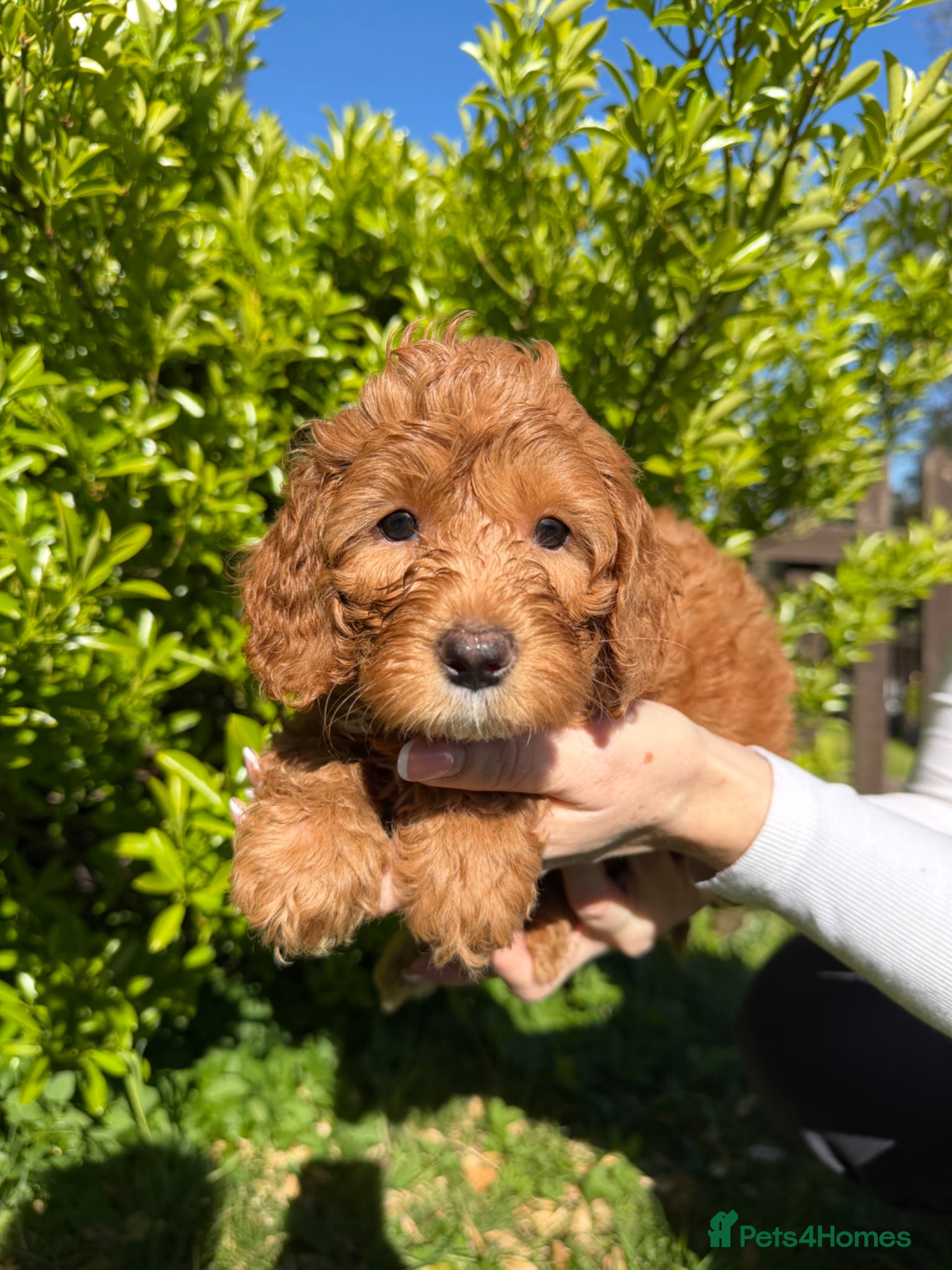 Cavapoo dogs Last Cavapoo Boy Ready Now – Vaccinated & chipped - Advert 11
