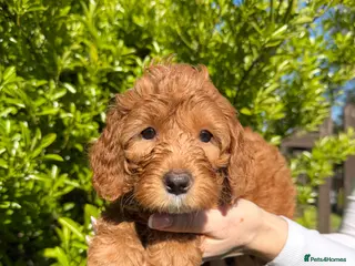 Cavapoo dogs Last Cavapoo Boy Ready Now – Vaccinated & chipped - Advert 11