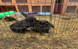 English rabbits for sale: Rabbits for rehoming  - Image 6