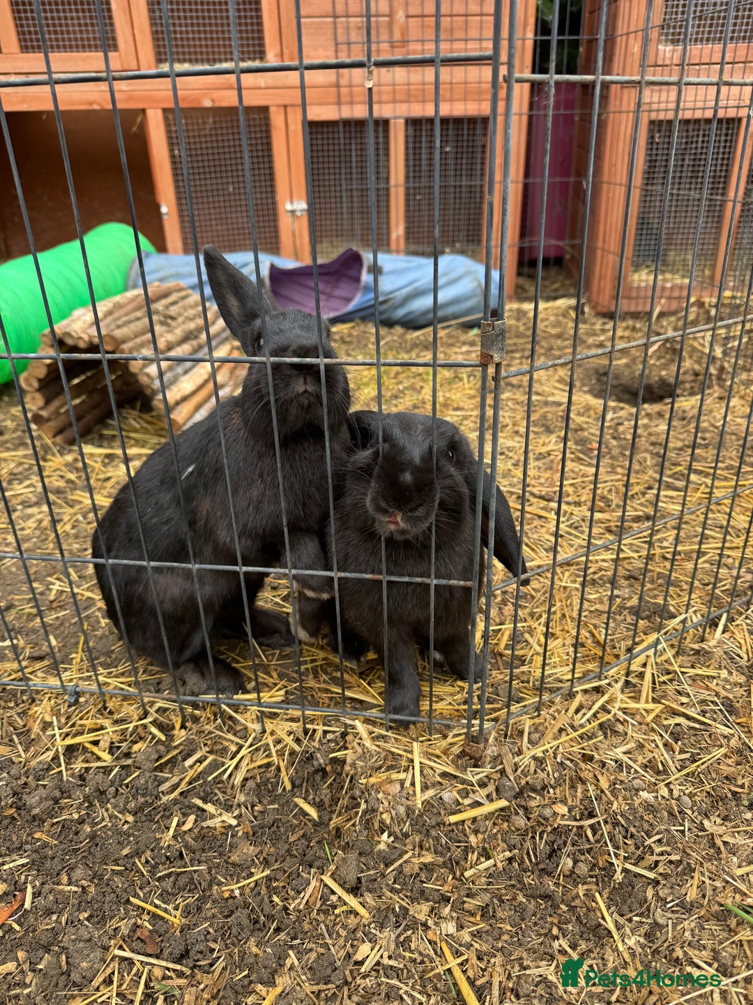 English rabbits for sale: Rabbits for rehoming  - Image 6