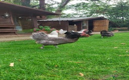 Chickens poultry for sale: Pure Breed Point of lay hens - Image 4