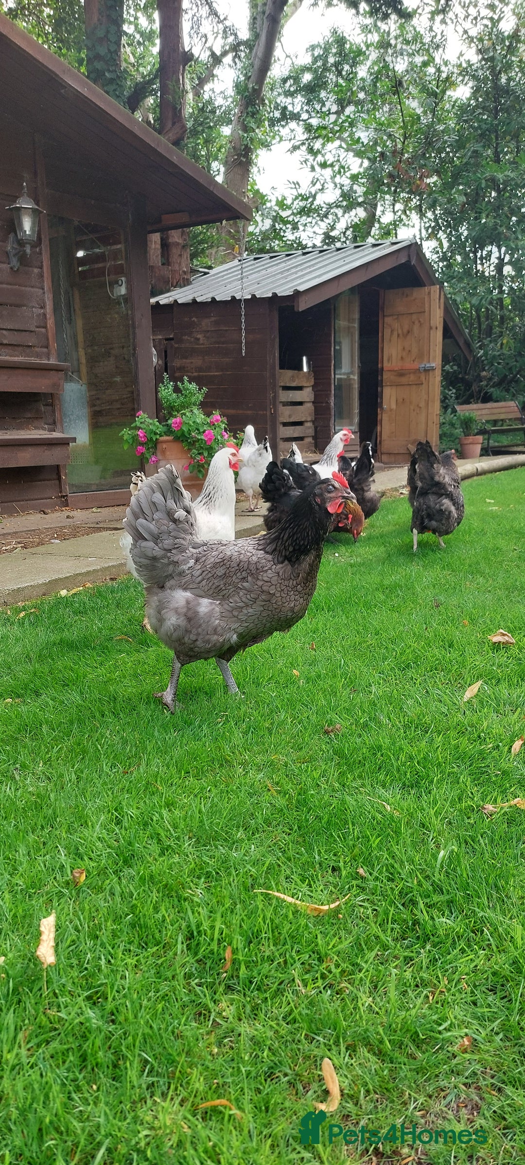 Chickens poultry for sale: Pure Breed Point of lay hens - Image 4