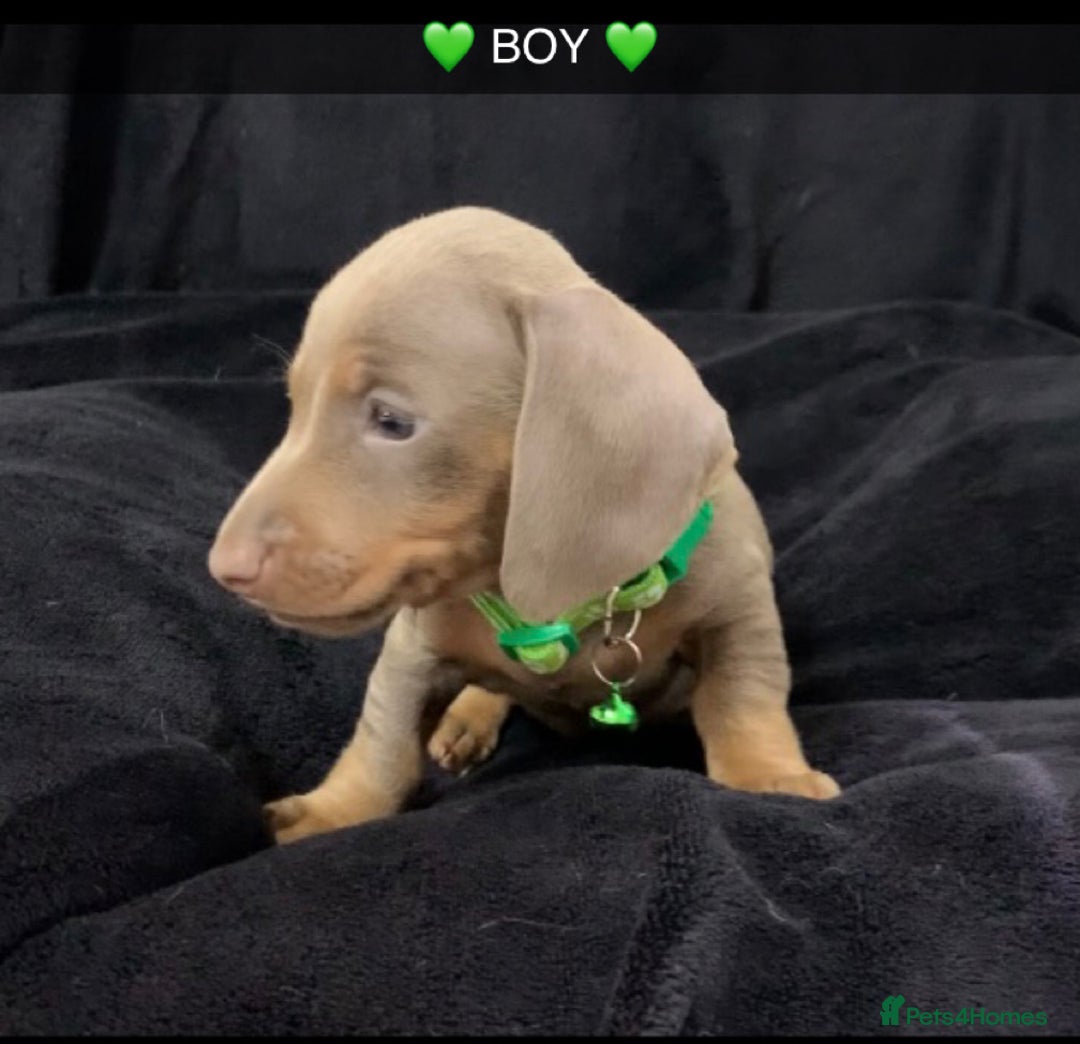 Miniature Dachshund dogs for sale: 🌟QUALITY KC REG & PRA CLR MINIATURE DACHSHUNDS 🌟 - Image 19