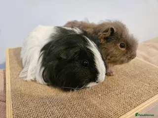 Guinea Pig rodents Pairs of baby female guinea pigs - Advert 20