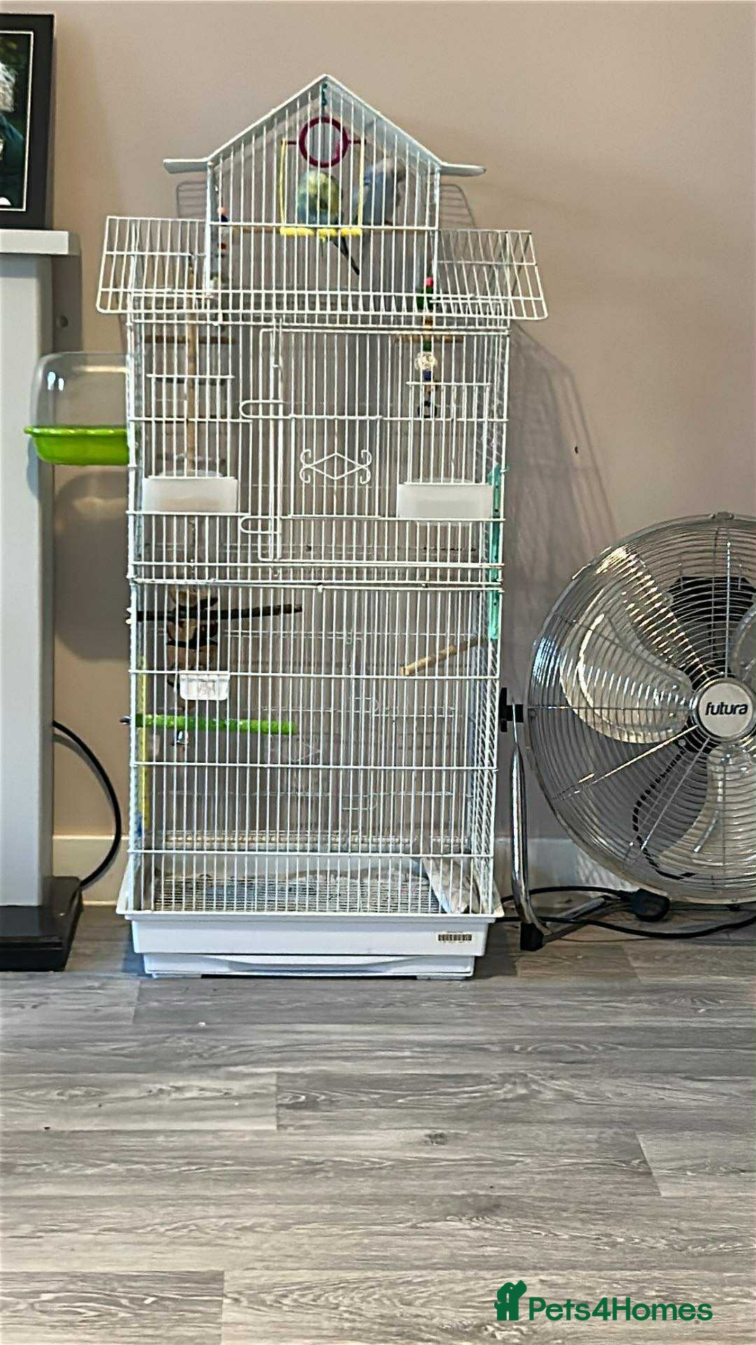 Ringnecks birds for sale: ***2 female budgies*** + cage - Advert 4