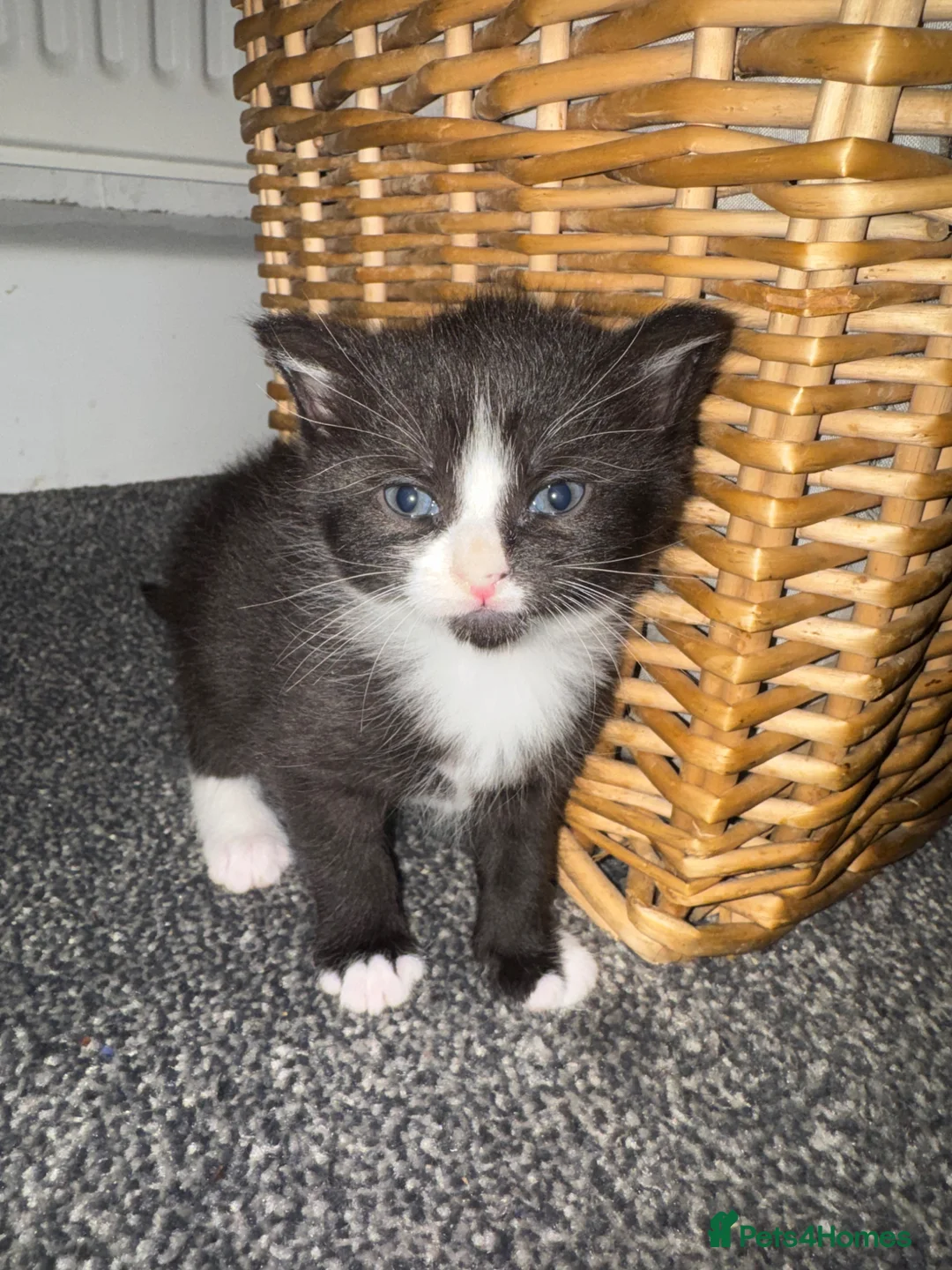 American Shorthair cats for sale: Cuddly Kittens ready for there forever home - Advert 10