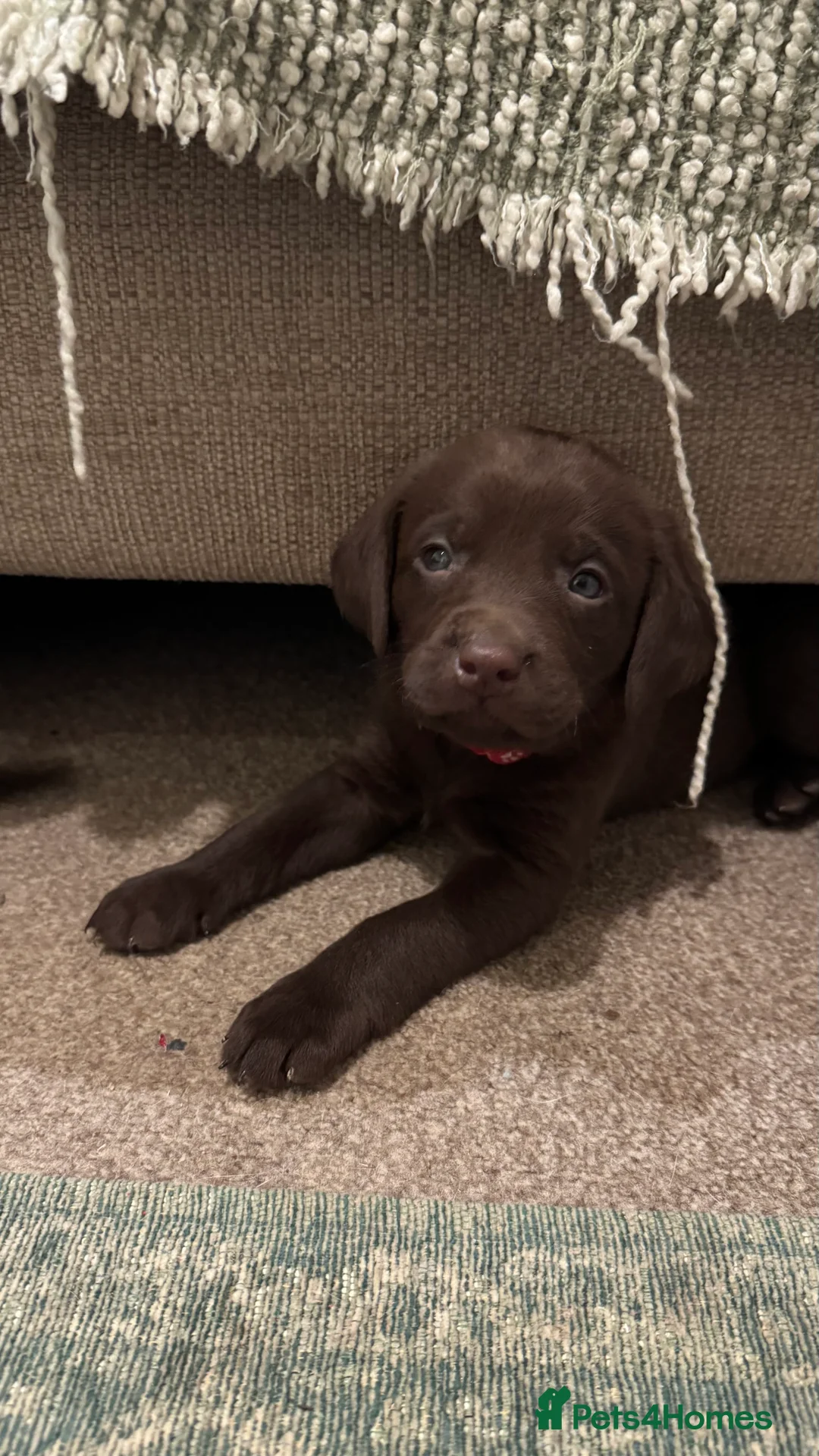 Labrador Retriever dogs for sale: Beautiful Chocolate and Yellow working Labradors  - Advert 26