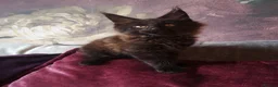 Maine Coon cats for sale: TICA reg HEALTH CHECKED Maine Coons - Advert 19