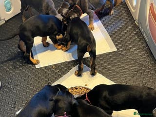 Dobermann dogs Litter of 9 beautiful Doberman puppies - Advert 11
