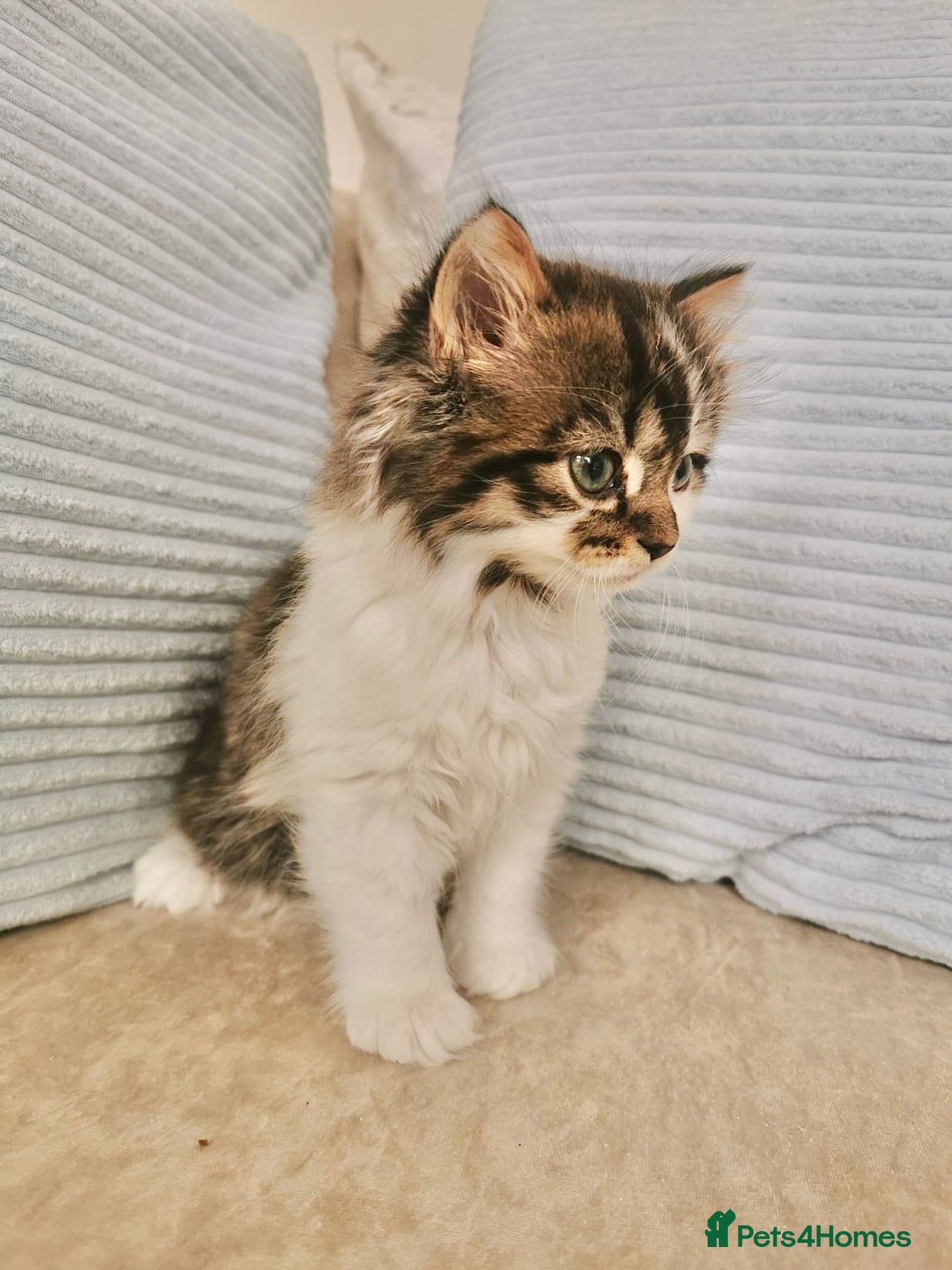 Mixed Breed cats Maine Coon X Ragdoll Kittens - Advert 16