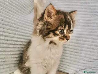 Mixed Breed cats Maine Coon X Ragdoll Kittens - Advert 16