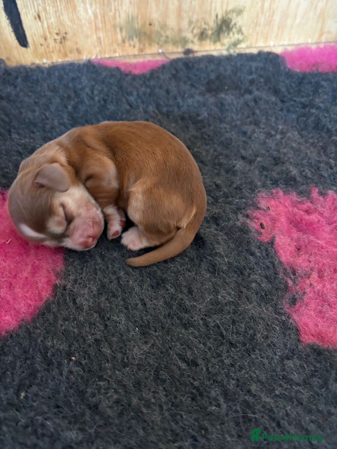 Cocker Spaniel dogs for sale: Cocker Spaniel Puppies - Image 7