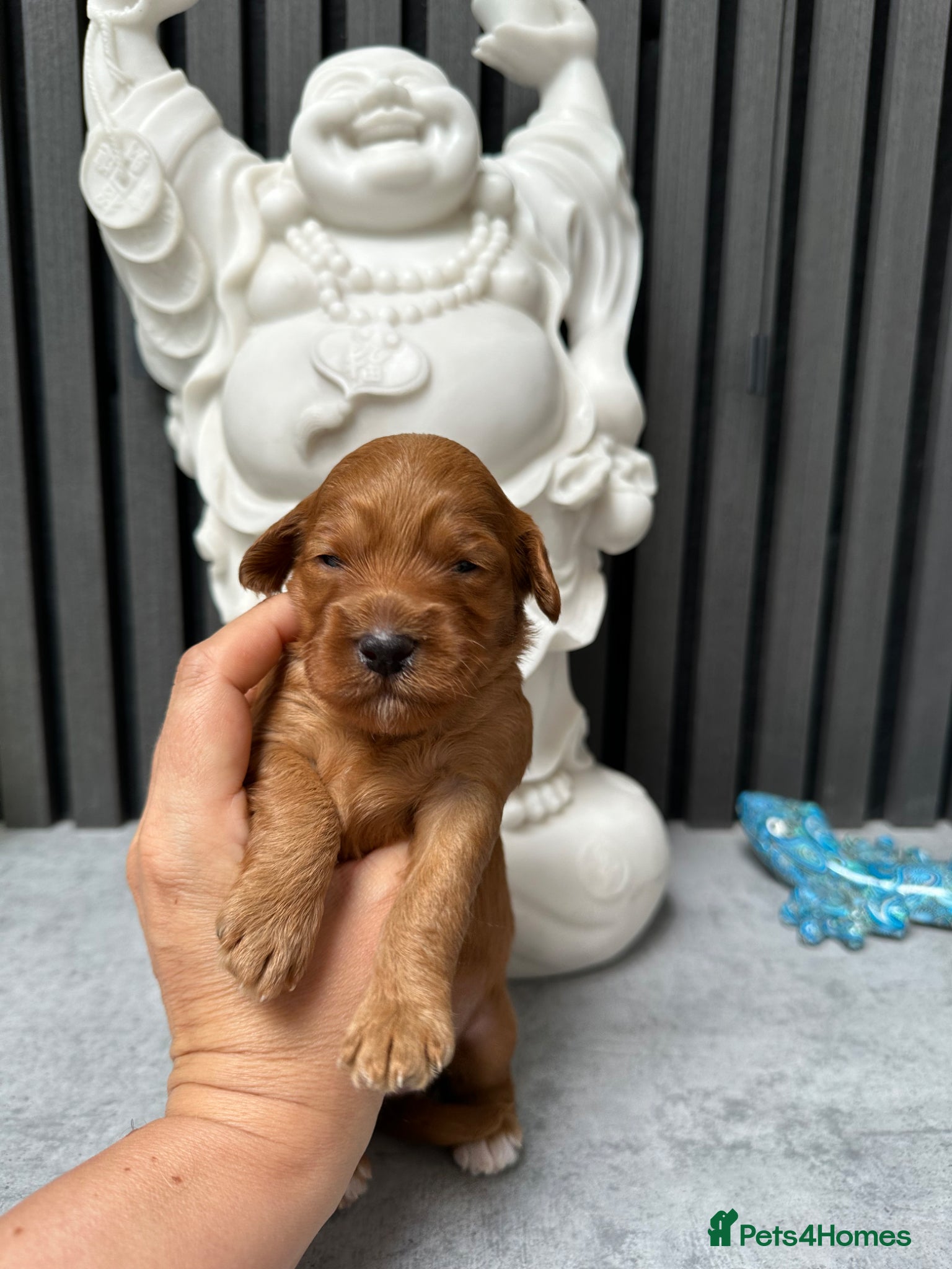 Cockapoo dogs Stunning F1 puppies Champions Bloodlines  - Advert 2