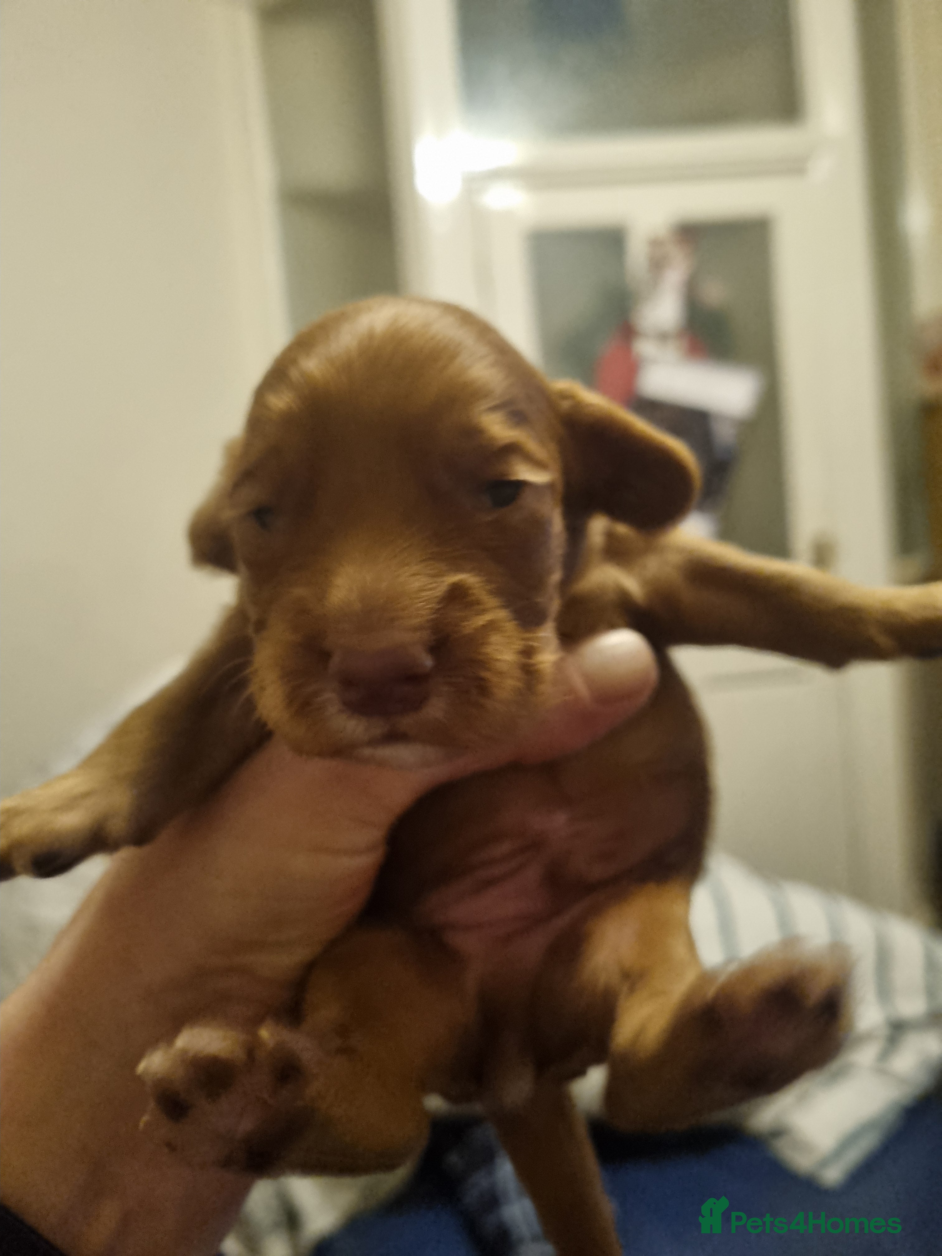 Cocker Spaniel dogs Male cocker spaniel - Advert 1