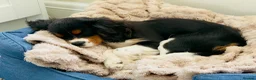Cavalier King Charles Spaniel dogs for sale: KC registered Cavalier - meet Woody 🐾 - Advert 6
