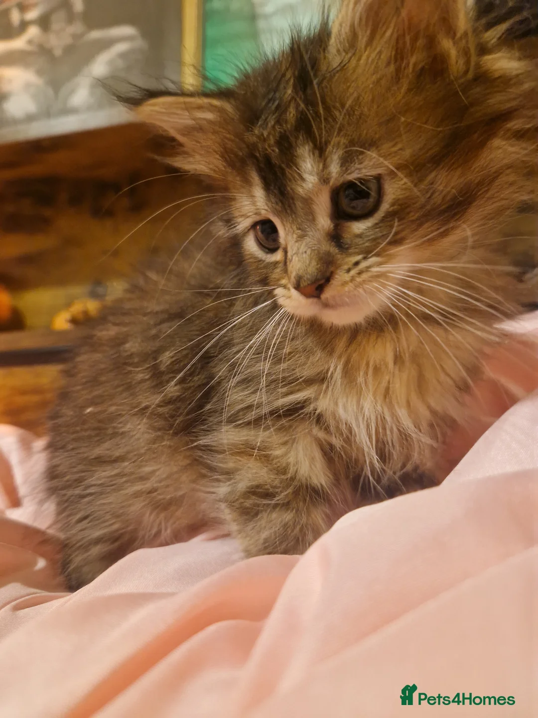 Mixed Breed cats for sale: Last female - mix Mainecoon - Advert 8