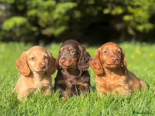 Dachshund dogs Adorable long haired miniature dachshund puppies - Advert 6