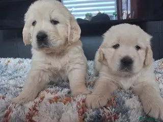 Golden Retriever dogs 2 Golden Retriever boys! 🖤💜 - Advert 15
