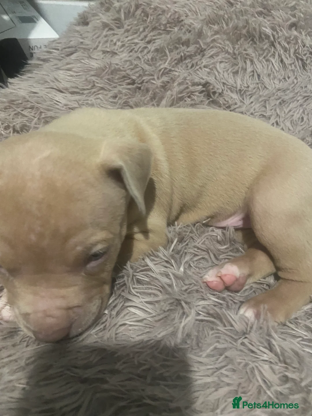 Staffordshire Bull Terrier dogs for sale: Blue merla - Advert 10