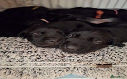 Springador dogs for sale: Springador puppies - Image 1
