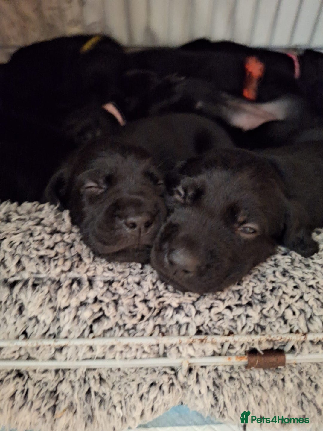 Springador dogs for sale: Springador puppies - Image 1