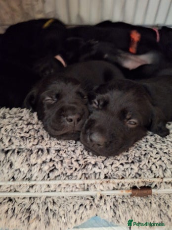 Springador dogs - Advert 5