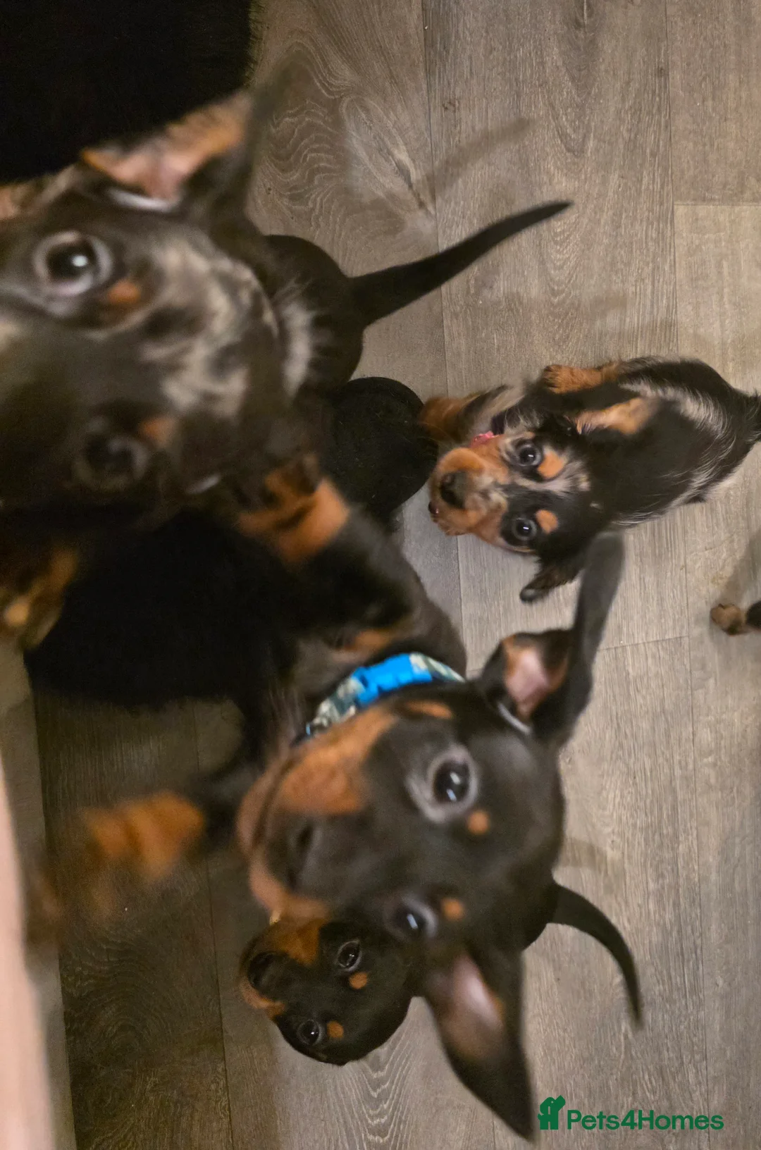 Dachshund dogs for sale: Lovely mini dachshund puppies  - Advert 5